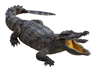 Foto op Plexiglas De krokodil doet zijn bek open op de krokodillenboerderij © apple2499