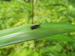 ベニボタル fire bug