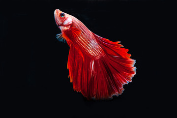 siamese fighting fish.