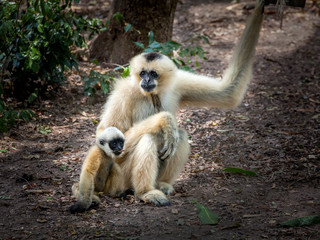 White Cheeked Gibbon or Lar Gibbon	