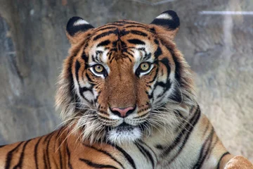 Rolgordijnen Boze tijger, Sumatraanse tijger (Panthera tigris sumatrae) mooi dier en zijn portret © apple2499