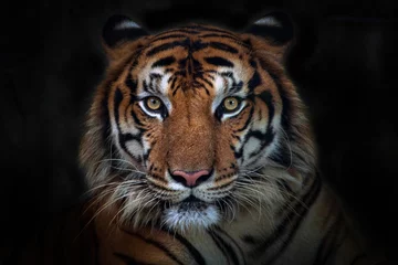 Fototapeten Wütender Tiger, Sumatra-Tiger (Panthera tigris sumatrae) schönes Tier und sein Porträt © apple2499