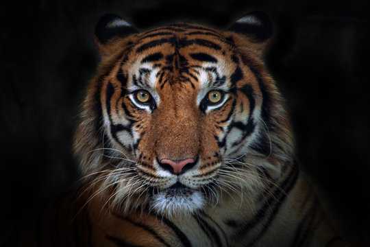 Angry tiger,Sumatran tiger (Panthera tigris sumatrae) beautiful animal and his portrait