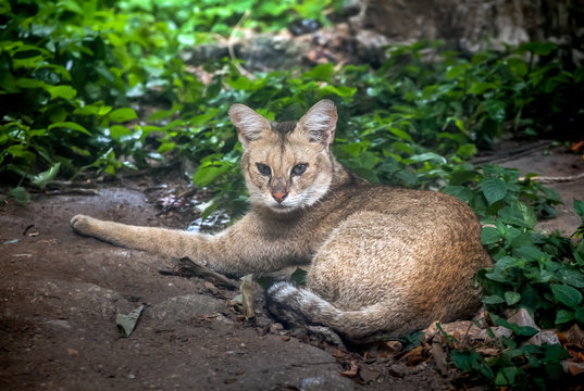 wildcat