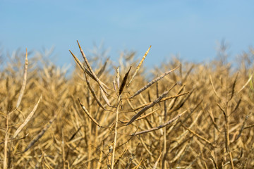 ripening harvest of high-yielding rape against a clear sunny sky
