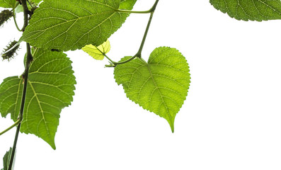 Mulberry green leaves on a white sky background.