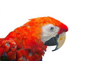 Colorful parrot on white background.