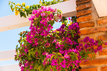closeup on a beautiful arbor covered with climbing plants with colorful flowers, relax place