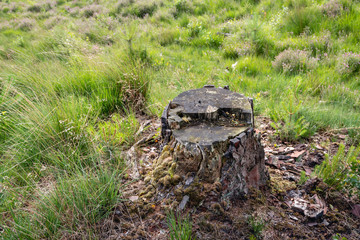 Tree stump of a felled pine in a nature reserve