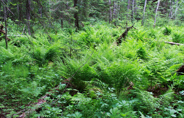 wild forest in the reserve, overgrown with thickets of ferns