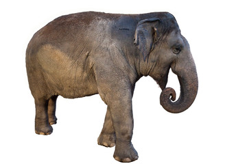 Obraz premium Elephant on white background.