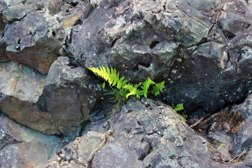 wild forest in the reserve, overgrown with thickets of ferns. overgrown with moss, a fallen tree with protruding roots. concept of life and perseverance