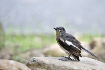 Oriental magpie robin on the rock