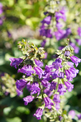 Horminum pyrenaicum or dragonmouth or pyrenean dead-nettle purple flowers