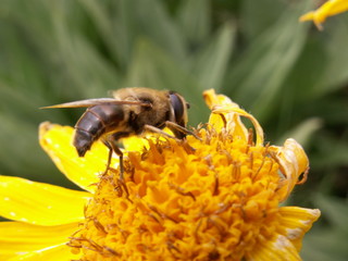 Butinage