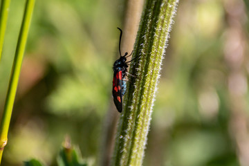 Moth on Plant Stem