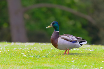 lone male duck