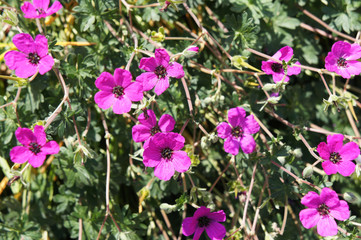 Geranium cinereum giuseppii purple flowers with green