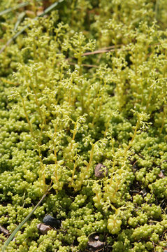 Sedum brevifolium or green succulent plant close up