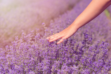 Gathering a bouquet of lavender. Beautiful girl holding a bouquet of fresh lavender in lavender field. Sun, sun haze, glare. Purple tinting.