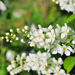branch of bird cherry