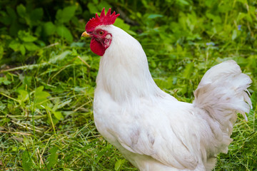 white cock in the village