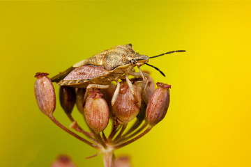 Shieldbug on flower
