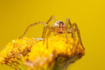 Yellow spider