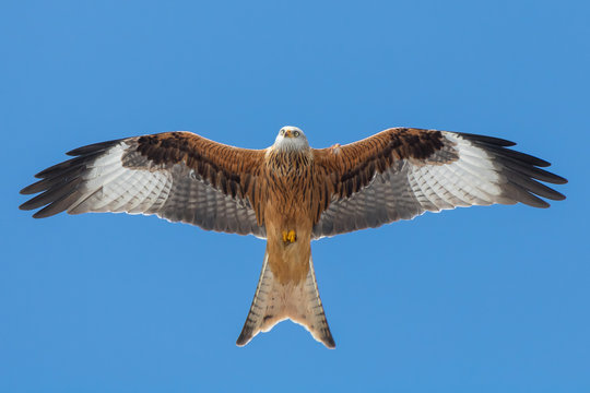 Redkite in the sky