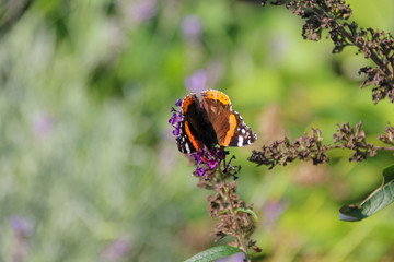 butterlfy called admiral on german