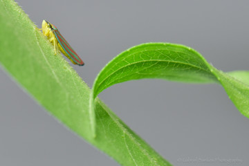 Leafhopper