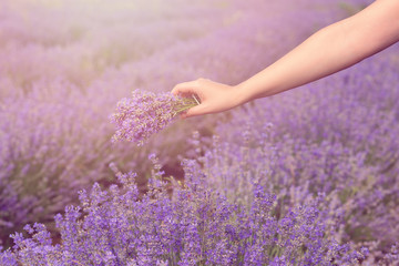 Cueillette d& 39 un bouquet de lavande. Belle fille tenant un bouquet de lavande fraîche dans un champ de lavande. Soleil, brume solaire, éblouissement. Teinture violette.