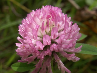 Base fleur