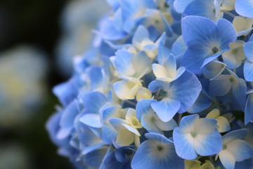 紫陽花