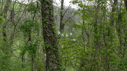 Obraz premium White oak tree quercus alba covered with green kudzu vines and white flowers
