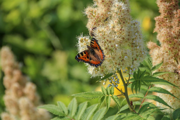 butterfly called kleiner Fuchs in german