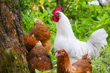 white cock and brown chicken in the village