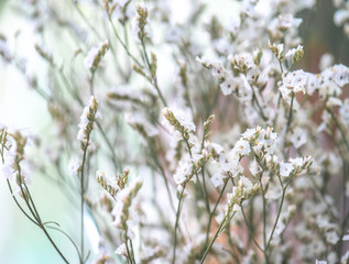A little beautiful white flowers.