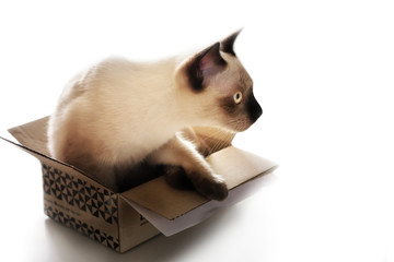 curious cat in paper box