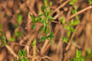 Green leaf background