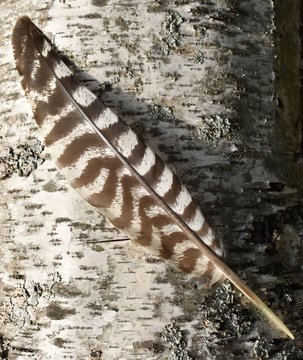 Turkey Feather On Birch