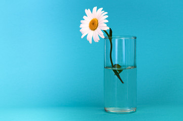 A glass with a beautiful, chamomile flower on a blue background, to the left a bright place for inscription.