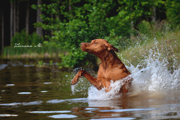 Hungarian Vizsla