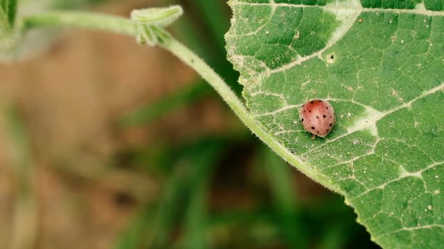 Ladybugs are on the leaves and they look happy.