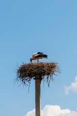 White stork (Ciconia ciconia) in the nest on the pole