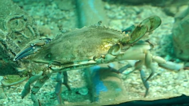 Atlantic blue crab (Callinectes sapidus) at Corfu island (Greece)