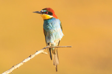 colored bird that comes filled sonhtsem