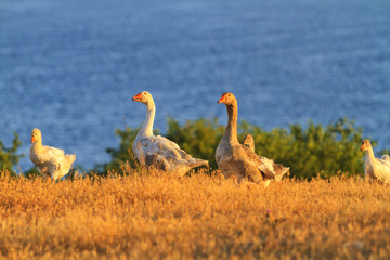 home geese on the farm at sunset