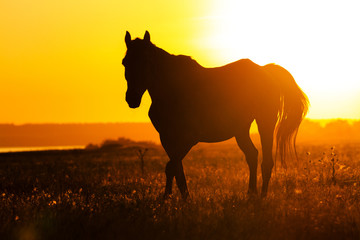 Silhouette of a horse in the field at sunset