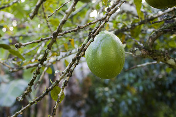 Crescentia cujete, commonly known as the Calabash Tree big fruit